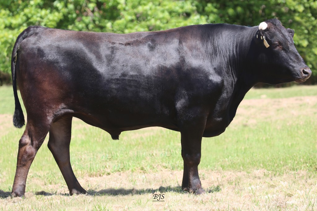 Wagyu sire