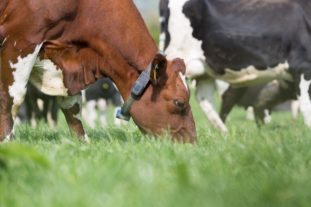 Brown cow eating grass and wearing Ingenuity collar