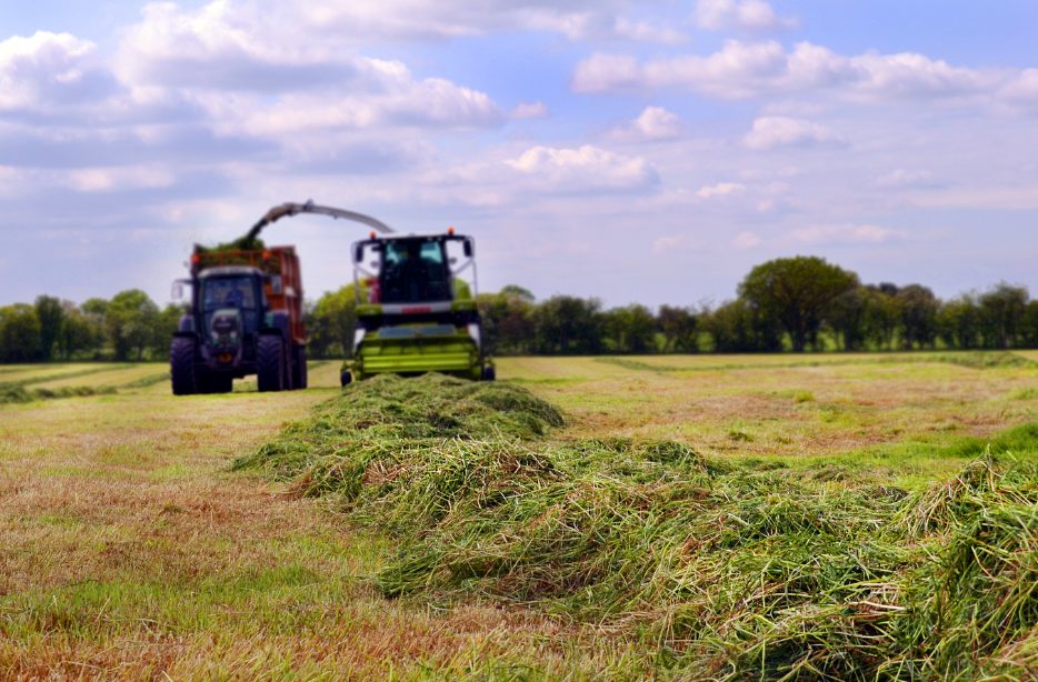 Silage grass cutting