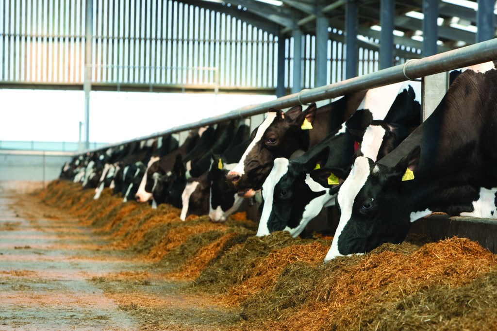 cows in a row eating grass silage