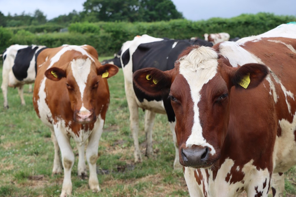 Genus ABS crossbred RMS herd