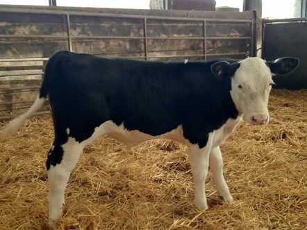 Barwise 1 Proteus (NuEra Beef Genetics)