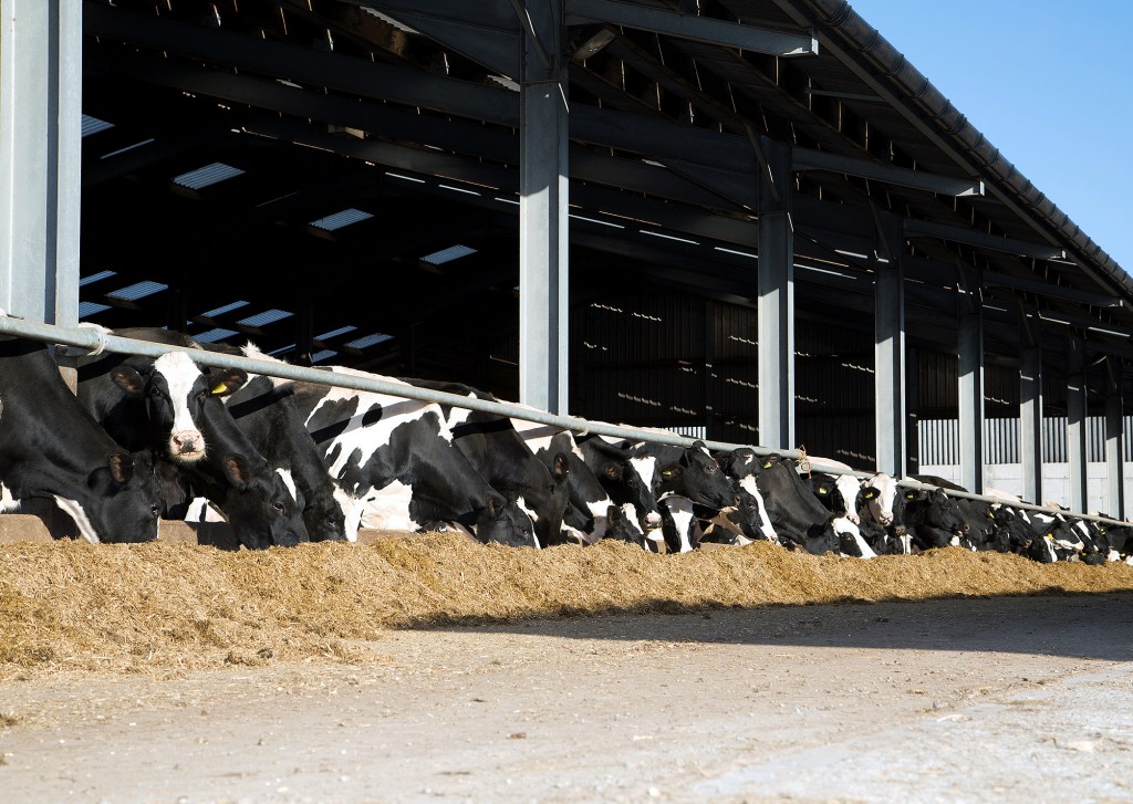 Cows eating Powerstart treated silage