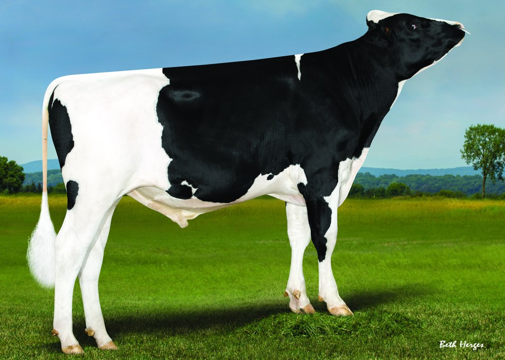 Polled sire, Estate-PP.