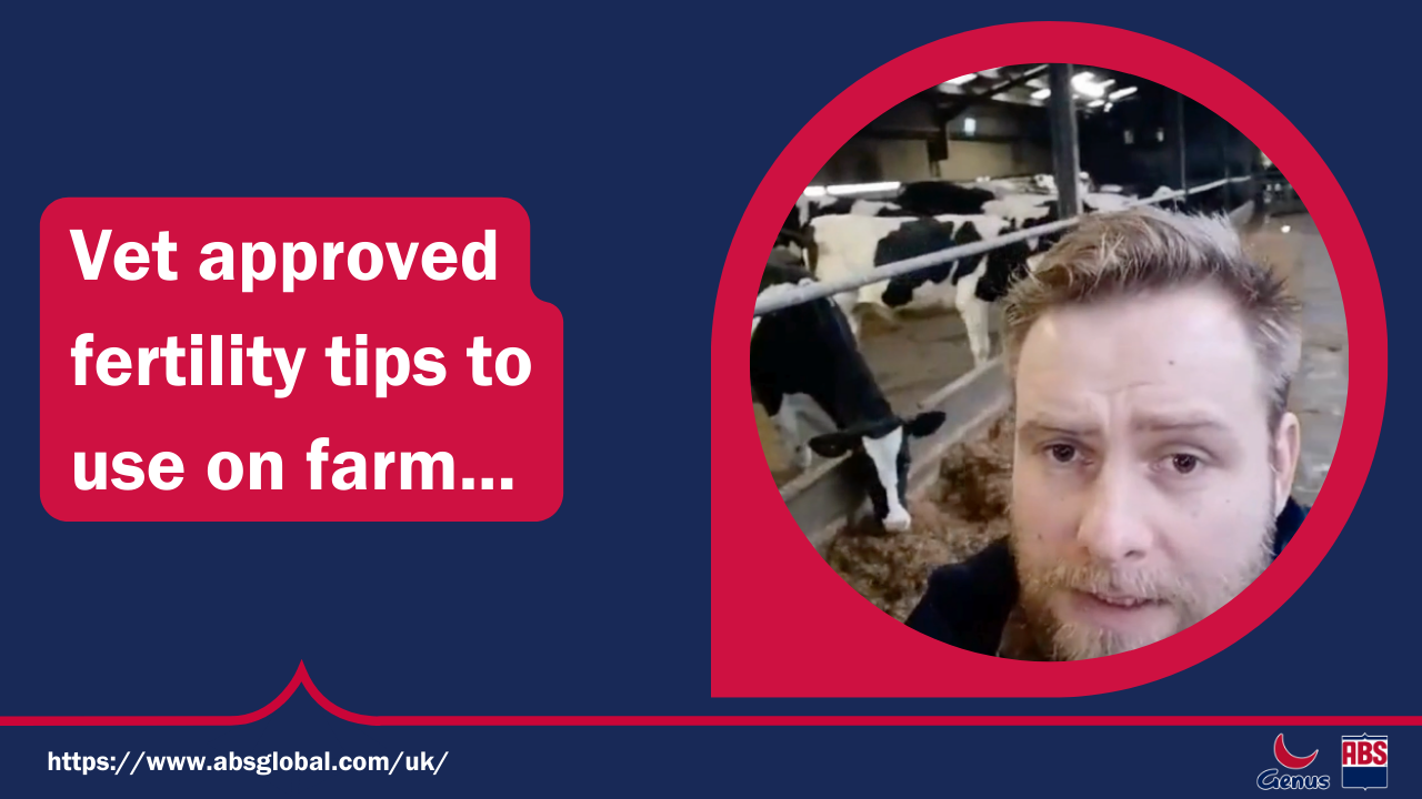 6 top tips for improving herd fertility ABS Global UK