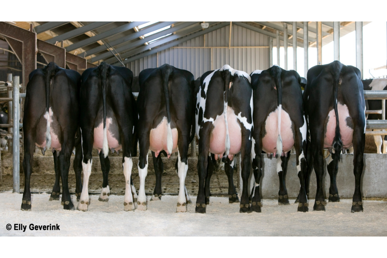 4 Benefits of Crossbreeding Dairy Cattle ABS Global USA TEST