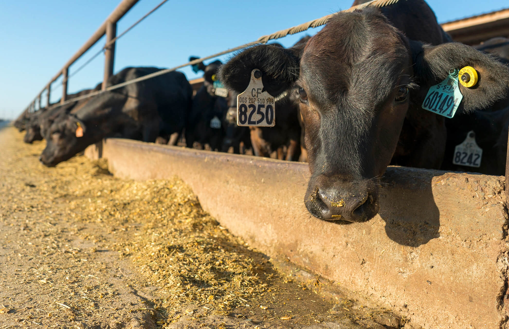 Laying out a beefondairy business plan ABS Global South Africa